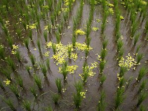 Ubud Rice Plants  